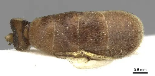 Aenictus certus specimen CASENT0902691 image casent0902691_2