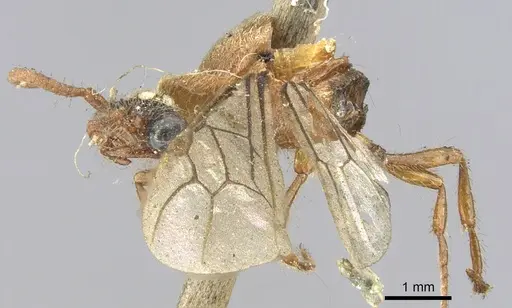 Aenictus certus specimen CASENT0902691 image casent0902691_3