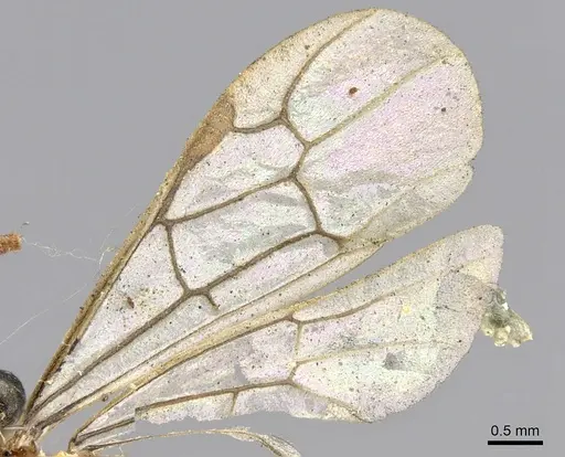 Aenictus certus specimen CASENT0902691 image casent0902691_4