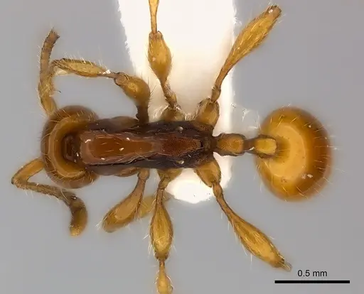 Aenictus ceylonicus specimen CASENT0217373 image casent0217373_1