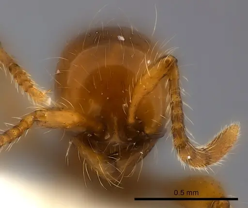 Aenictus ceylonicus specimen CASENT0217373 image casent0217373_2
