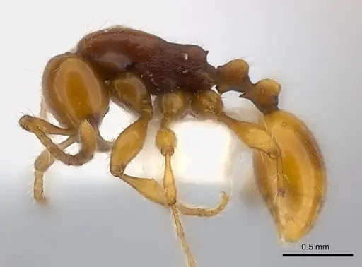 Aenictus ceylonicus specimen CASENT0217373 image casent0217373_3