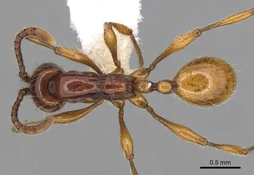 Aenictus ceylonicus specimen CASENT0249272 image casent0249272_1