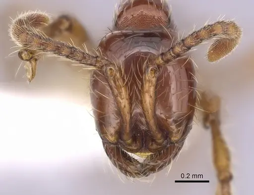 Aenictus ceylonicus specimen CASENT0249272 image casent0249272_2