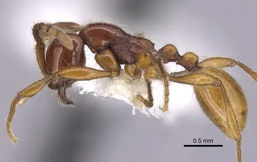 Aenictus ceylonicus specimen CASENT0249272 image casent0249272_3