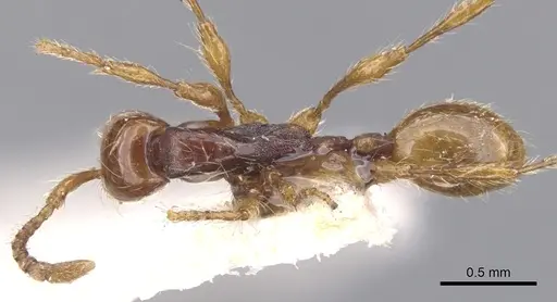 Aenictus ceylonicus specimen CASENT0902677 image casent0902677_1