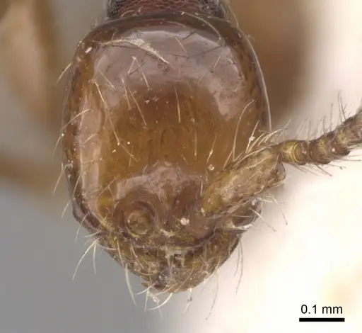 Aenictus ceylonicus specimen CASENT0902677 image casent0902677_2