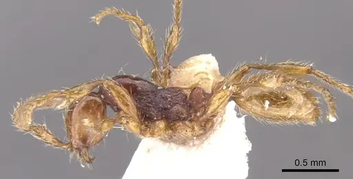 Aenictus ceylonicus specimen CASENT0902677 image casent0902677_3