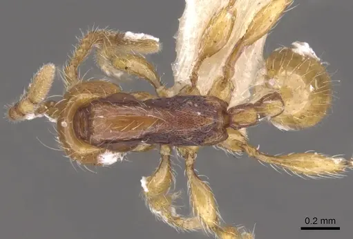 Aenictus ceylonicus specimen CASENT0902678 image casent0902678_1