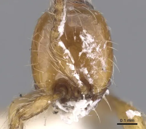 Aenictus ceylonicus specimen CASENT0902678 image casent0902678_2