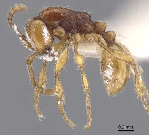 Aenictus ceylonicus specimen CASENT0902678 image casent0902678_3