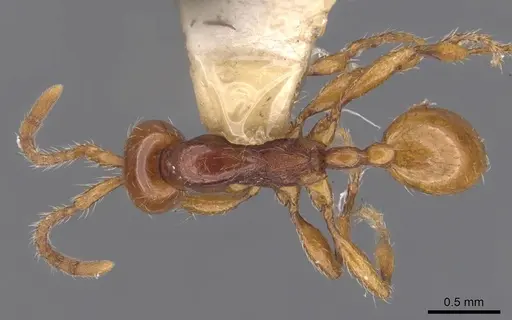 Aenictus ceylonicus specimen CASENT0905991 image casent0905991_1
