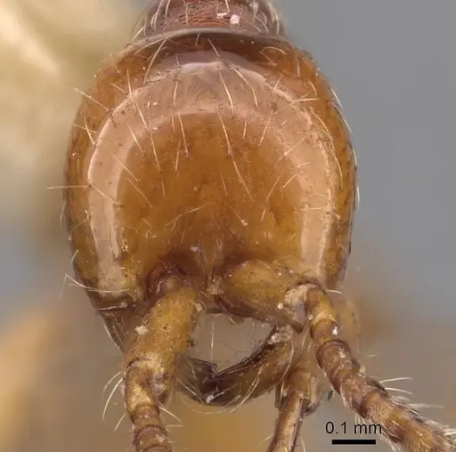 Aenictus ceylonicus specimen CASENT0905991 image casent0905991_2