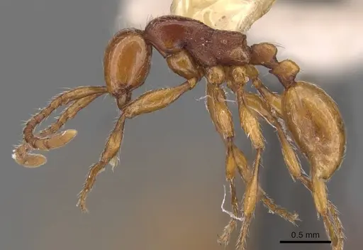 Aenictus ceylonicus specimen CASENT0905991 image casent0905991_3
