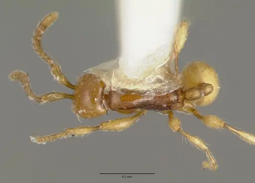 Aenictus ceylonicus specimen CASTYPE06956 image castype06956_1