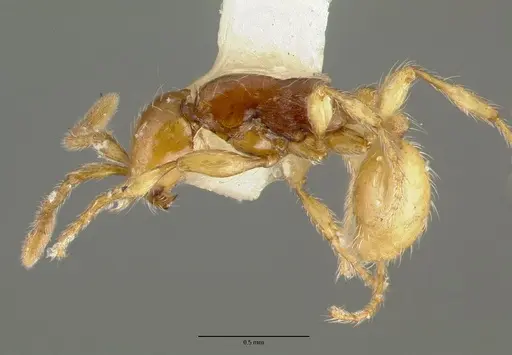 Aenictus ceylonicus specimen CASTYPE06956 image castype06956_3
