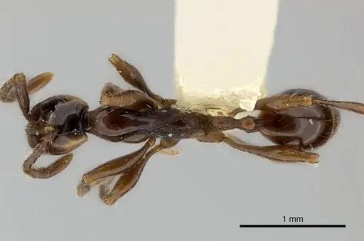 Aenictus chapmani specimen CASENT0217374 image casent0217374_1