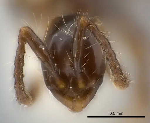 Aenictus chapmani specimen CASENT0217374 image casent0217374_2