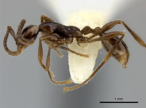 Aenictus chapmani specimen CASENT0217374 image casent0217374_3