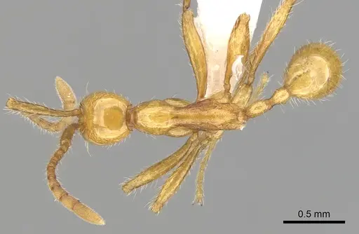 Aenictus chapmani specimen CASENT0249268 image casent0249268_1