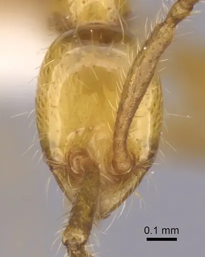 Aenictus chapmani specimen CASENT0249268 image casent0249268_2