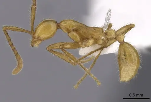 Aenictus chapmani specimen CASENT0249268 image casent0249268_3