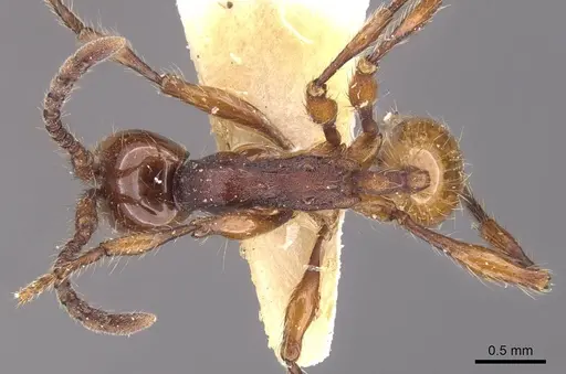 Aenictus chapmani specimen CASENT0905730 image casent0905730_1