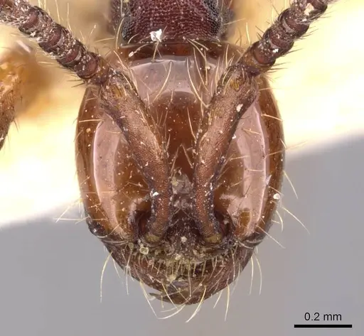Aenictus chapmani specimen CASENT0905730 image casent0905730_2
