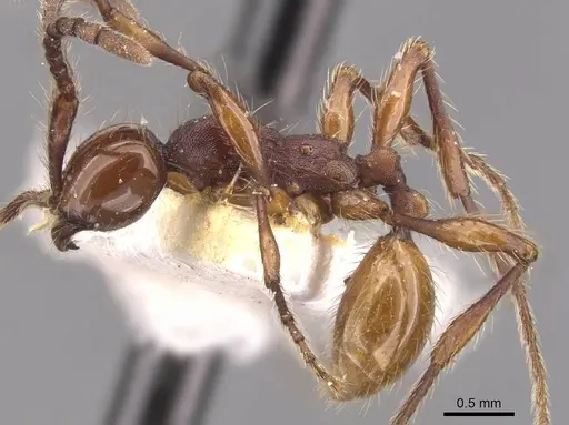 Aenictus chapmani specimen CASENT0905730 image casent0905730_3