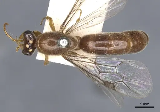 Aenictus clavatus specimen CASENT0901982 image casent0901982_1