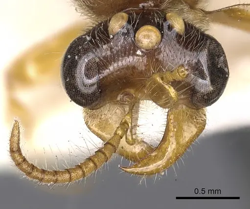Aenictus clavatus specimen CASENT0901982 image casent0901982_2
