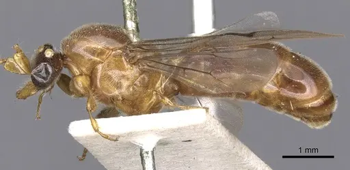 Aenictus clavatus specimen CASENT0901982 image casent0901982_3