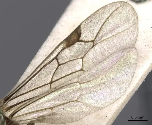 Aenictus clavatus specimen CASENT0901982 image casent0901982_4