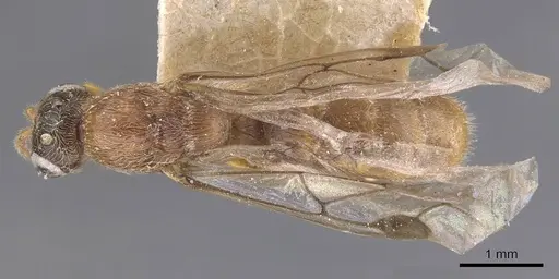 Aenictus clavatus specimen CASENT0905992 image casent0905992_1