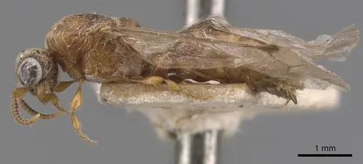Aenictus clavatus specimen CASENT0905992 image casent0905992_3