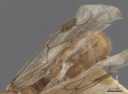 Aenictus clavatus specimen CASENT0905992 image casent0905992_4