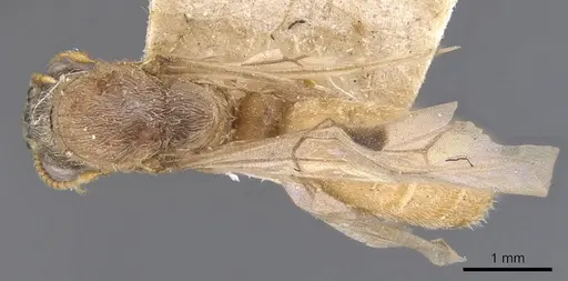 Aenictus clavatus specimen CASENT0905993 image casent0905993_1
