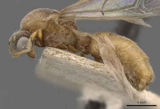 Aenictus clavatus specimen CASENT0905993 image casent0905993_3