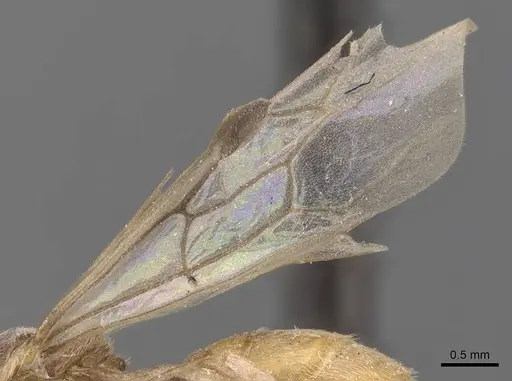 Aenictus clavatus specimen CASENT0905993 image casent0905993_4