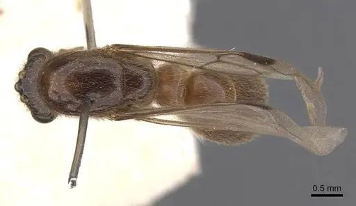 Aenictus clavatus specimen CASENT0905994 image casent0905994_1