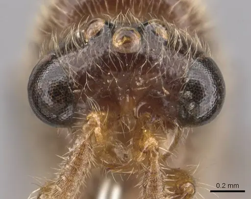 Aenictus clavatus specimen CASENT0905994 image casent0905994_2