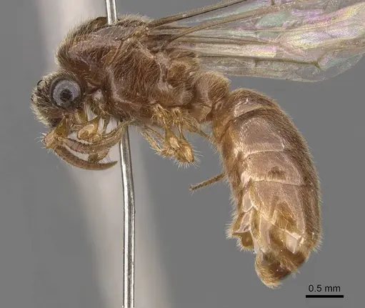 Aenictus clavatus specimen CASENT0905994 image casent0905994_3