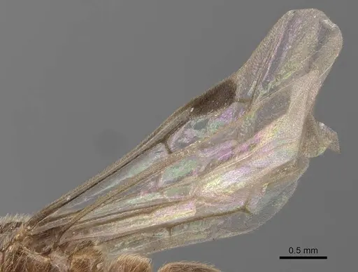 Aenictus clavatus specimen CASENT0905994 image casent0905994_4