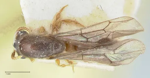 Aenictus clavatus specimen FOCOL1149 image focol1149_1