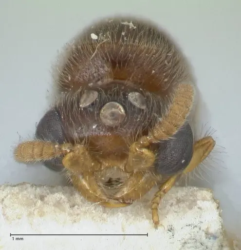 Aenictus clavatus specimen FOCOL1149 image focol1149_2