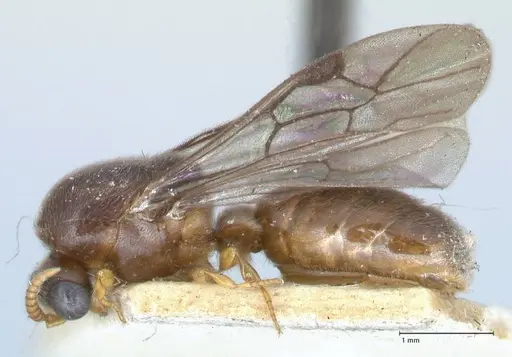 Aenictus clavatus specimen FOCOL1149 image focol1149_3