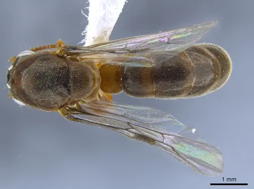Aenictus clavitibia specimen CASENT0651233 image casent0651233_1