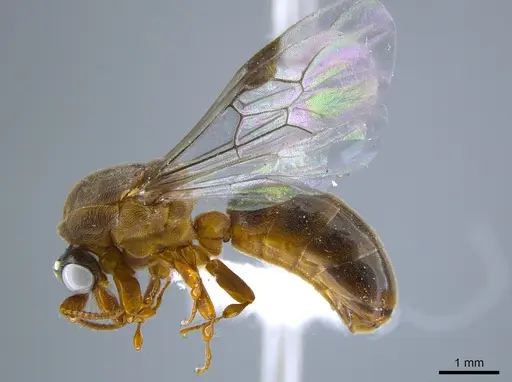 Aenictus clavitibia specimen CASENT0651233 image casent0651233_3