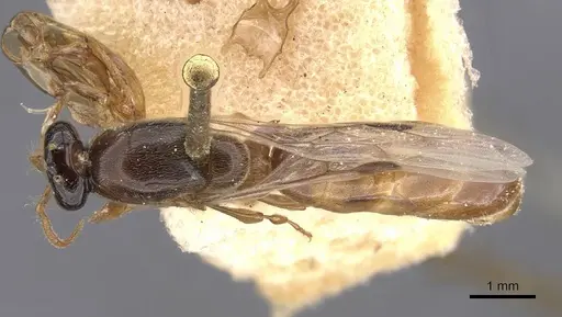 Aenictus clavitibia specimen CASENT0905995 image casent0905995_1