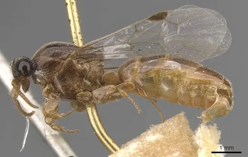Aenictus clavitibia specimen CASENT0905995 image casent0905995_3